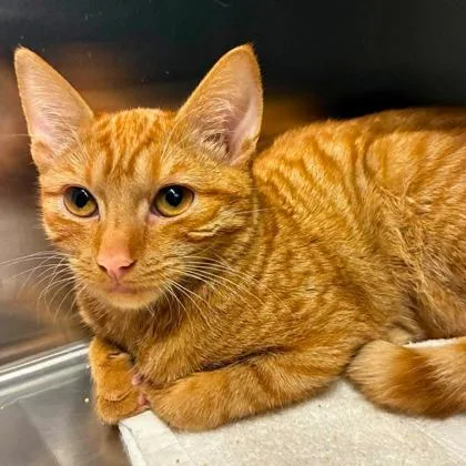 An adult medium-sized female Domestic Short Hair cat named Deja for adoption in Gastonia, NC