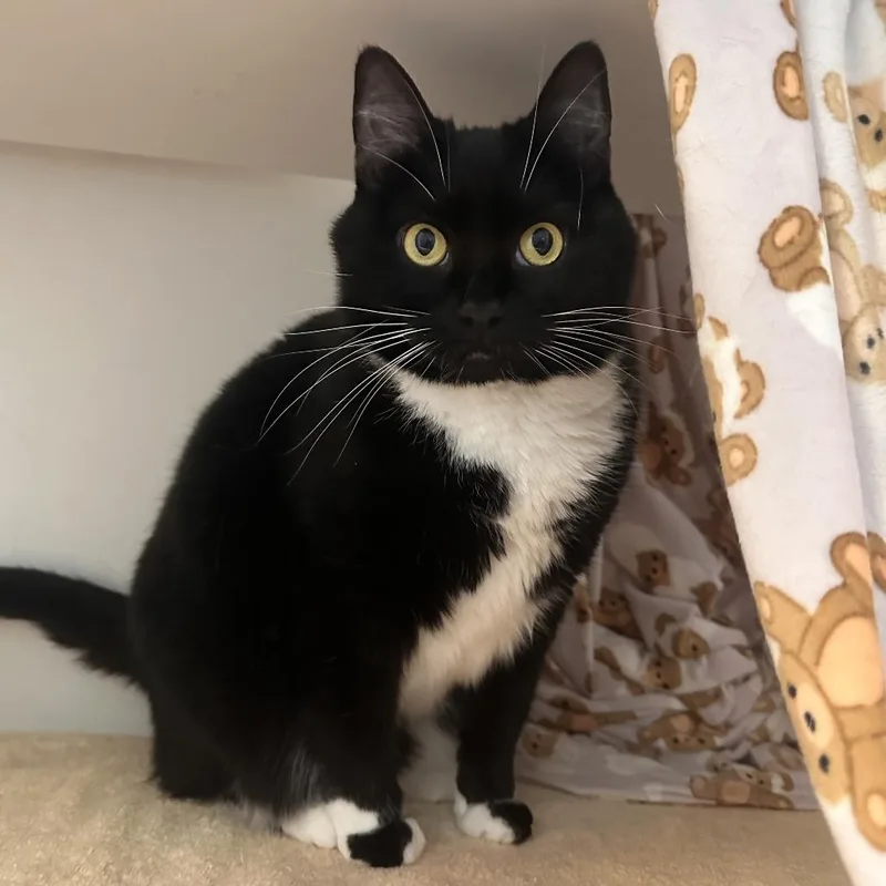 An adult large-sized female Black Domestic Short Hair cat named Roxy for adoption in Greensboro, NC