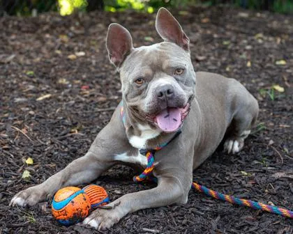 An adult large-sized male Mixed Breed dog named Kilroy for adoption in Chamblee, GA