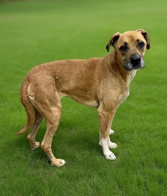 An adult large-sized female Pit Bull Terrier dog named Darcy for adoption in Lancaster, CA