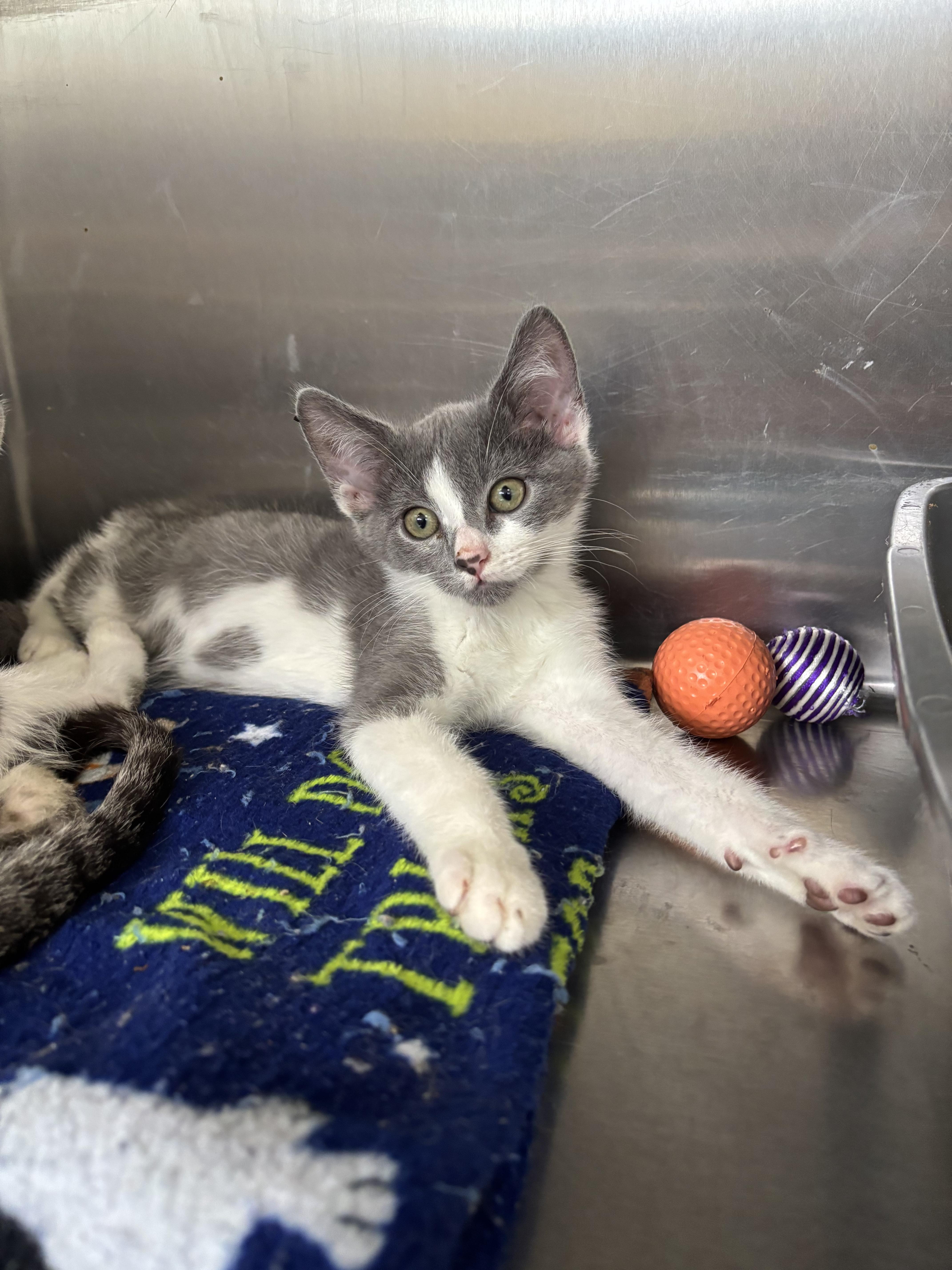 A baby medium-sized male Gray & White Domestic Short Hair cat named Flynn for adoption in Wantagh, NY
