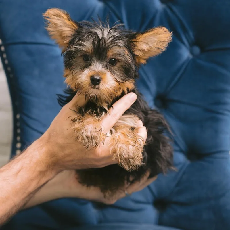A baby small-sized male Yorkshire Terrier dog named Ristretto for adoption in Zionsville, IN