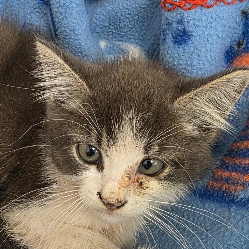 A baby small-sized male Gray / Blue / Silver Domestic Long Hair cat named Footloose for adoption in Bronson, FL