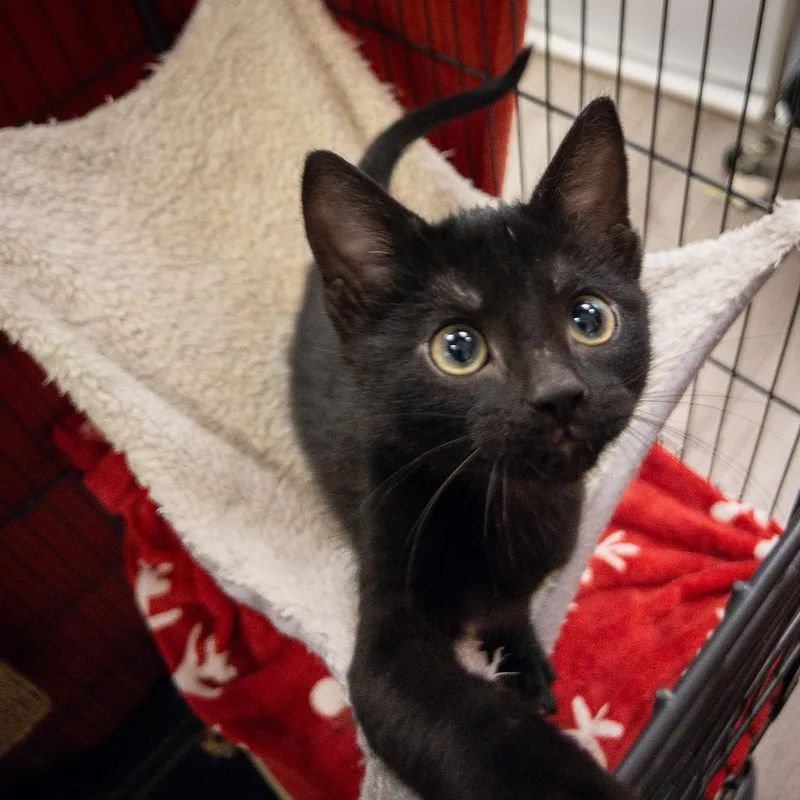 A baby medium-sized female Black Domestic Short Hair cat named Snookums for adoption in Overland Park, KS