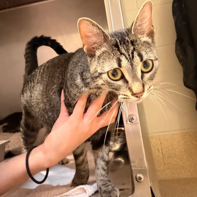 An adult medium-sized female Brown / Chocolate Domestic Short Hair cat named Cashmere for adoption in Bristol, IN