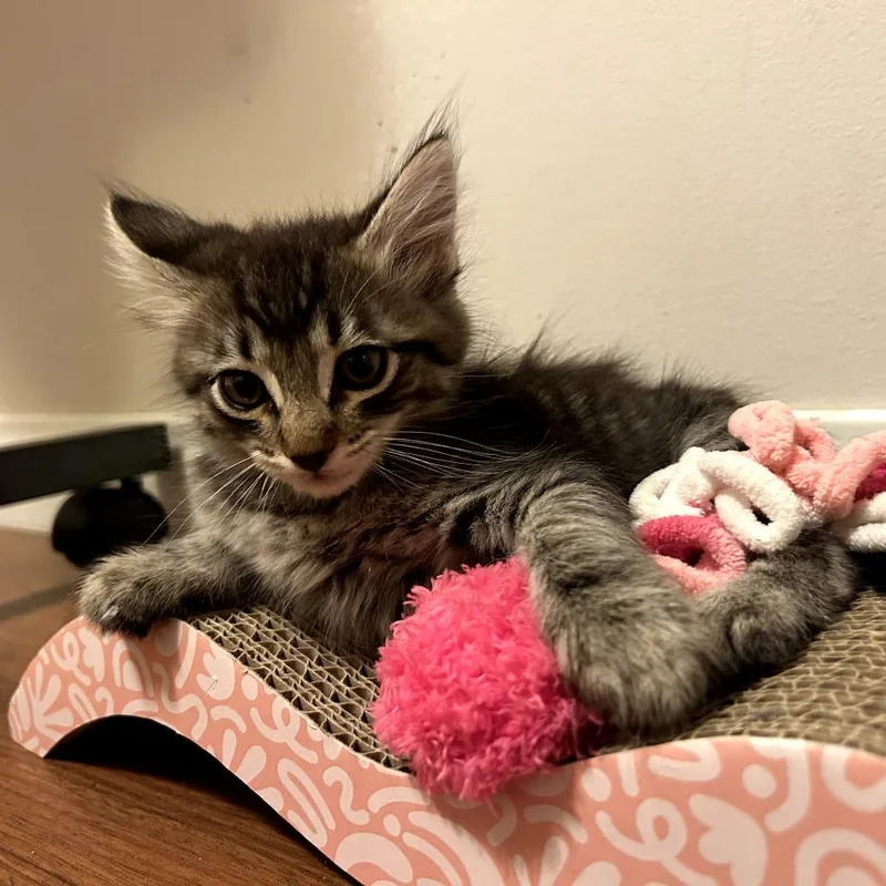A baby small-sized male Gray / Blue / Silver Siamese cat named Alto for adoption in Long Beach, CA