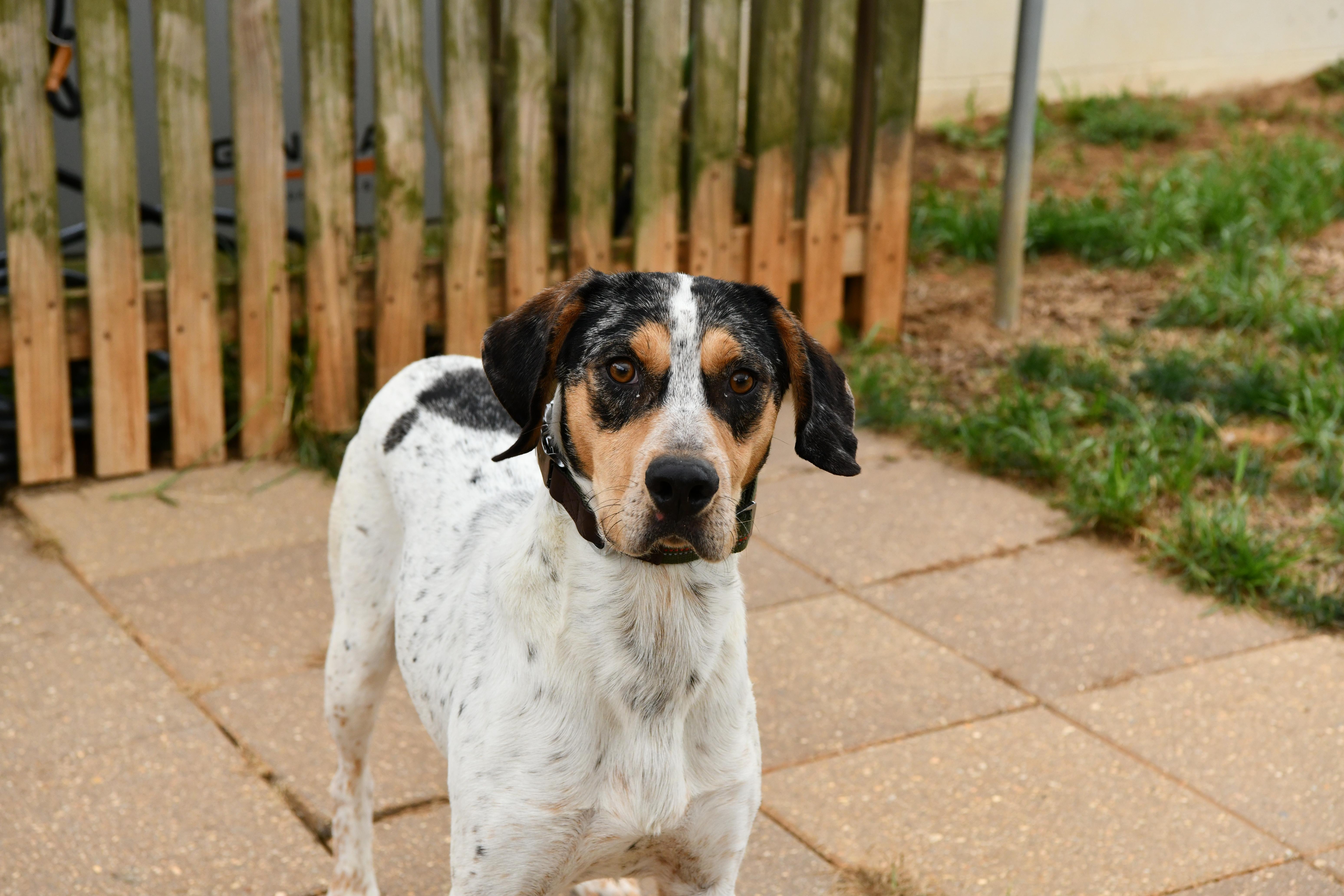 An adult medium-sized male White / Cream Bluetick Coonhound dog named Bongo for adoption in Fairhope, AL