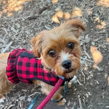 An adult small-sized female Yellow / Tan / Blond / Fawn Yorkshire Terrier dog named Scruffleupagus for adoption in Arlington, VA