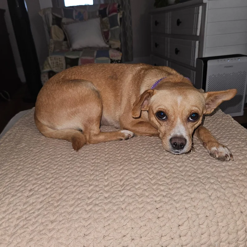 An adult small-sized female Chihuahua dog named Esperanza for adoption in Zimmerman, MN