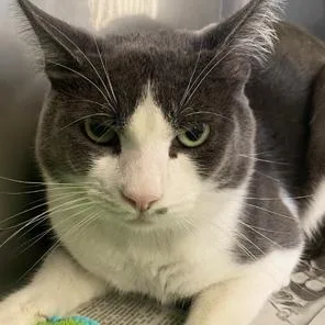 An adult medium-sized male Gray / Blue / Silver Domestic Short Hair cat named Macadamia for adoption in Hawthorne, CA