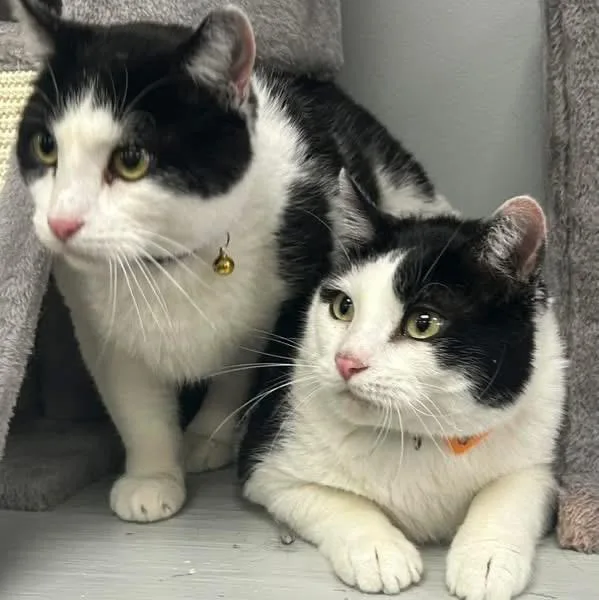 An adult large-sized female Black & White / Tuxedo Domestic Short Hair cat named Tom and Bailey for adoption in Momence, IL
