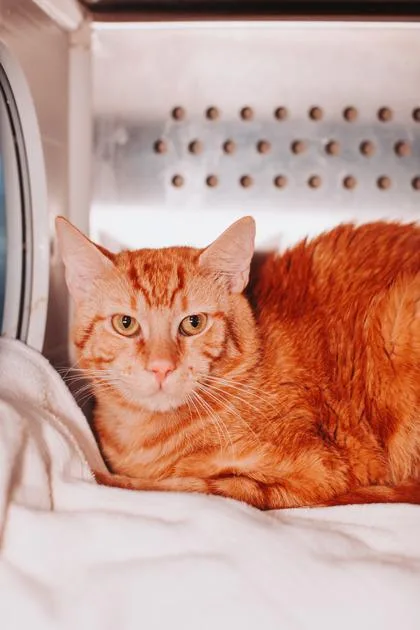 An adult small-sized male Domestic Short Hair cat named a Baxter for adoption in North Charleston, SC