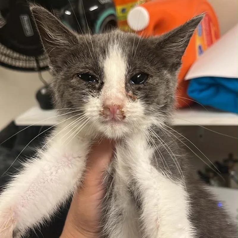 A baby small-sized female Gray / Blue / Silver Domestic Short Hair cat named Nutmeg for adoption in Pasadena , MD