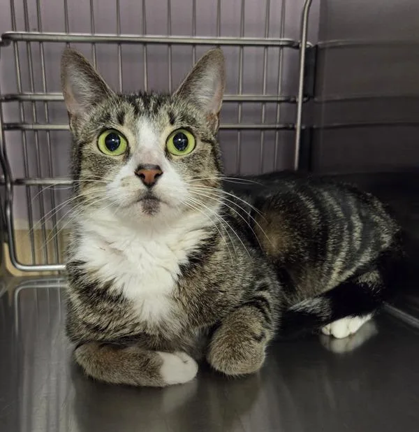 A young medium-sized female Domestic Short Hair cat named Kenna for adoption in Vancouver, WA