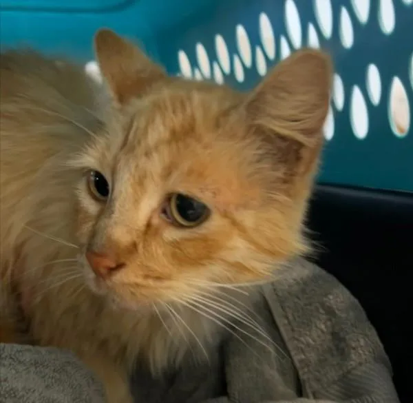 A senior medium-sized male Domestic Long Hair cat named Leo for adoption in San Diego, CA