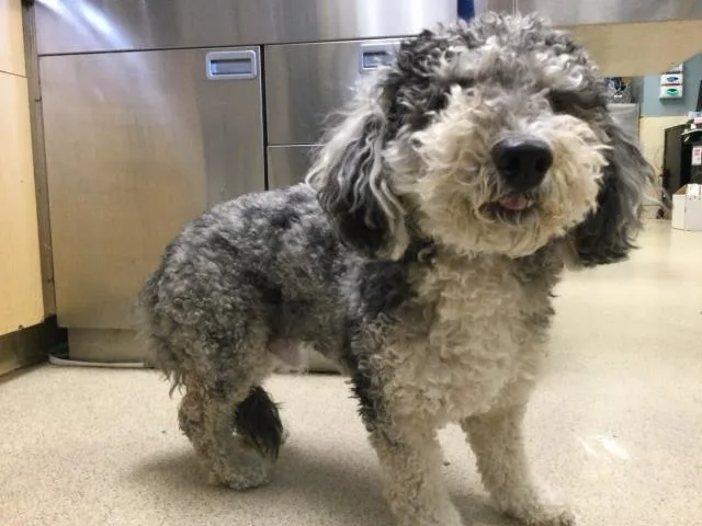 An adult medium-sized male Poodle dog named Max for adoption in Riverside, CA