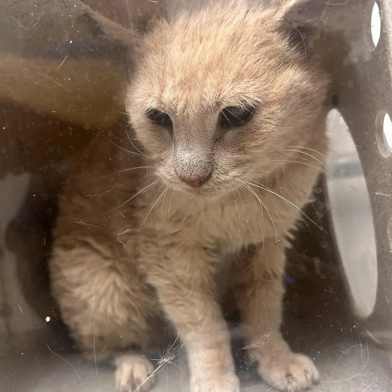 Kombucha Rubles thumbnail 2