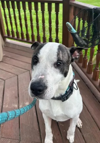 An adult medium-sized male Mixed Breed dog named Pluto for adoption in Clarks Summit, PA