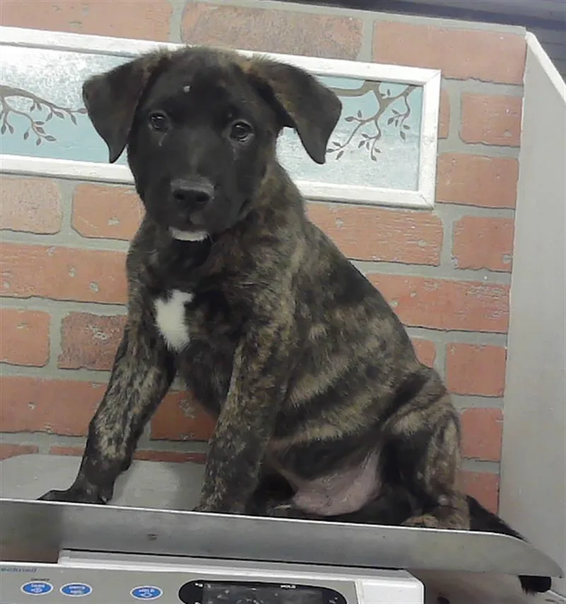 A baby small-sized male Staffordshire Bull Terrier dog named Chungus for adoption in Houston, TX