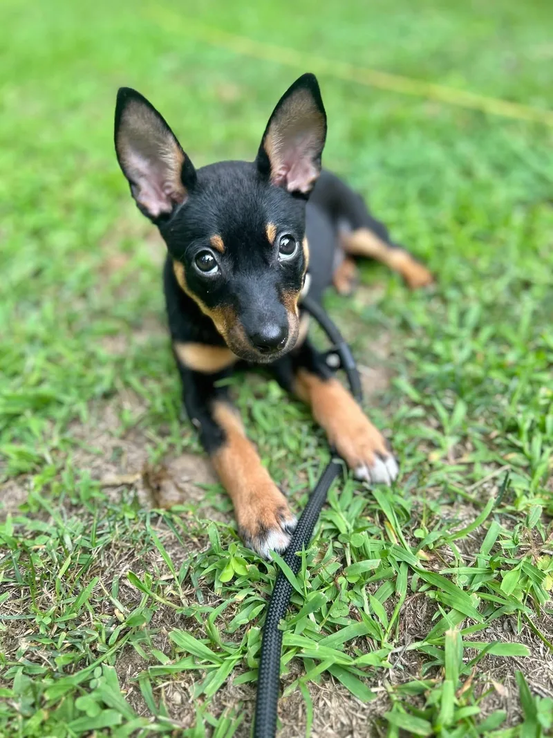 Ivy