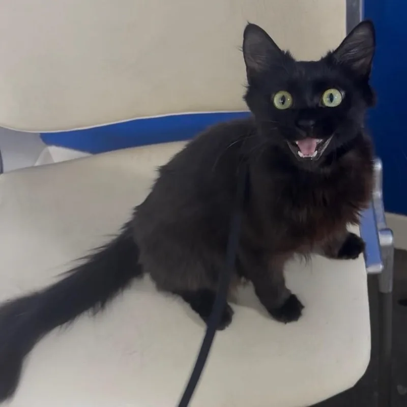 A young medium-sized female Black Domestic Short Hair cat named Spring for adoption in Los Angeles, CA