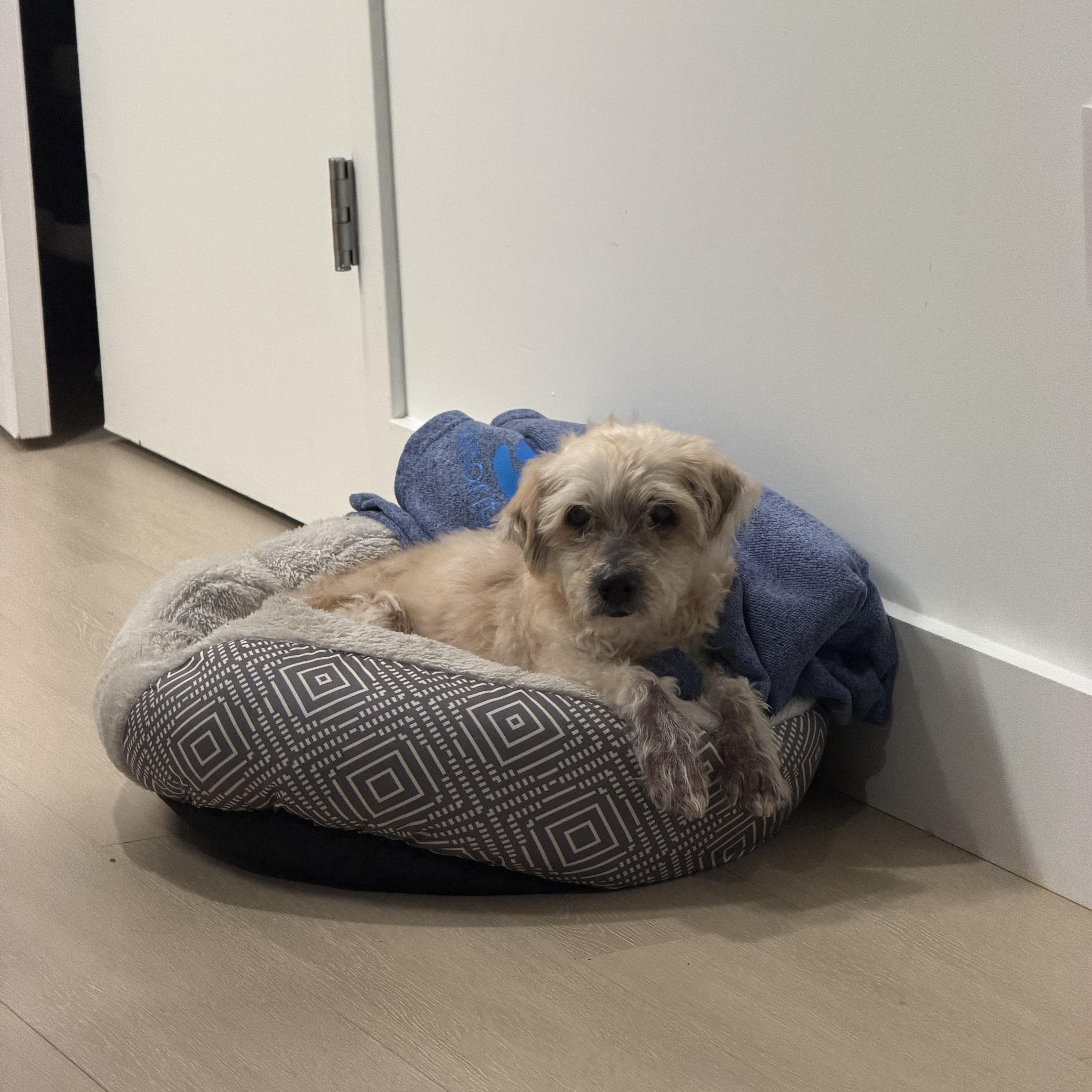 A senior small-sized male Mixed Breed dog named Alastor for adoption in New York, NY