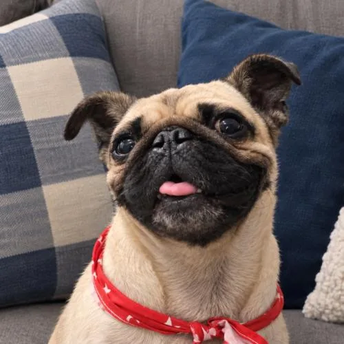 A young small-sized male Yellow / Tan / Blond / Fawn Pug dog named Maple for adoption in Seattle, WA
