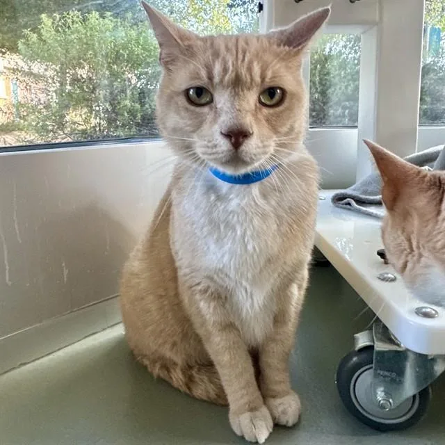 An adult small-sized male Domestic Short Hair cat named Figgy for adoption in Riverside, CA