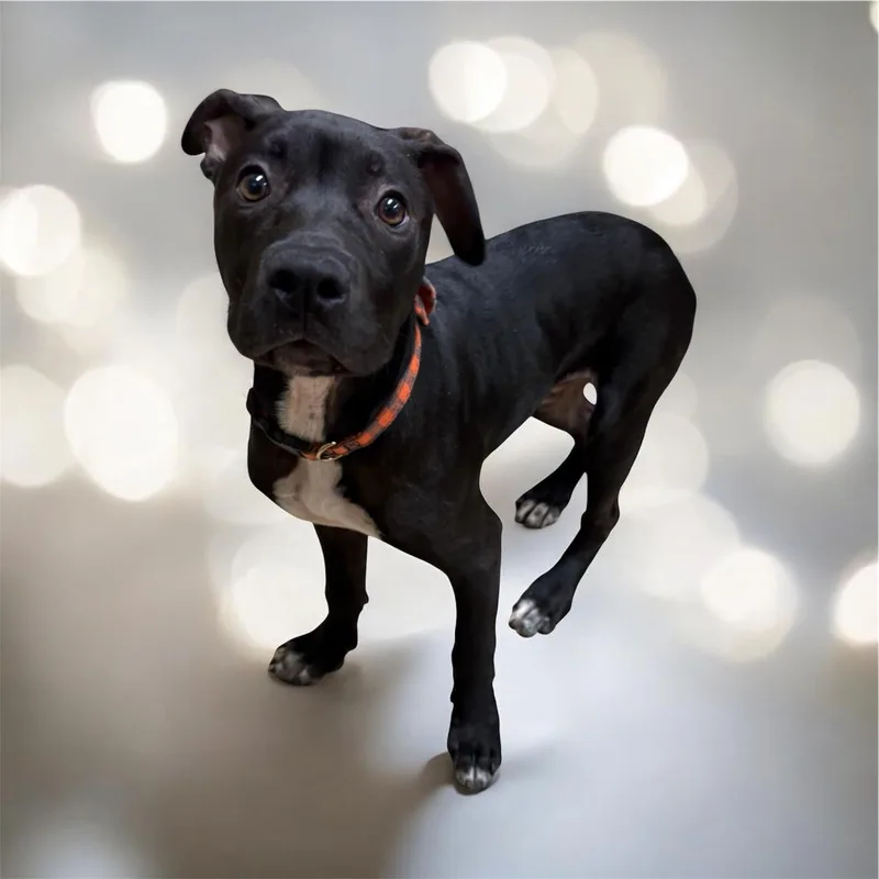 A baby medium-sized male Black Pit Bull Terrier dog named Buzz for adoption in Lebanon, TN