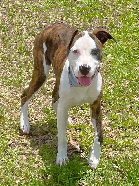 A young small-sized male American Bulldog dog named Appa for adoption in Naples, FL