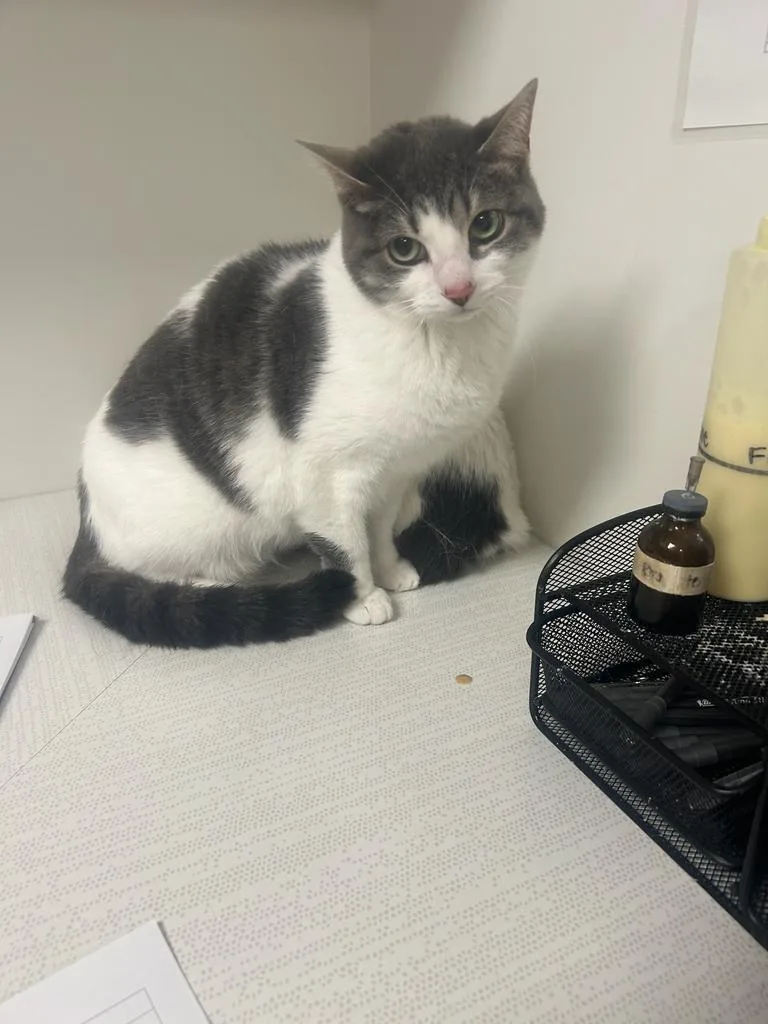 An adult small-sized female Domestic Short Hair cat named Katniss for adoption in Greenfield, IN