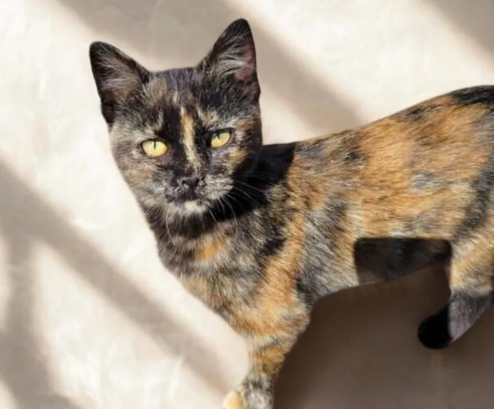 A young medium-sized female Domestic Short Hair cat named Aggie for adoption in Buhl, ID