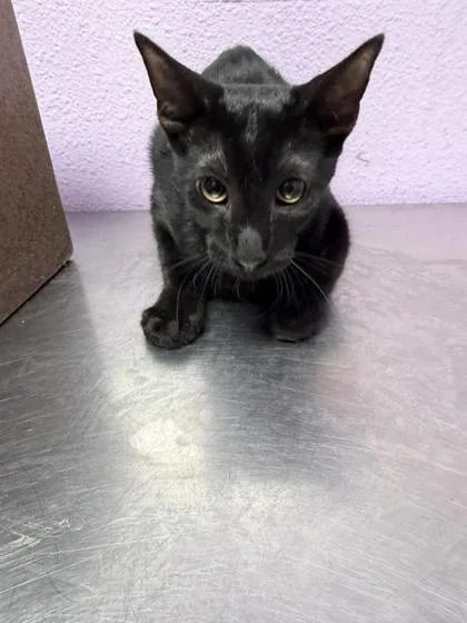 A baby small-sized male Black Domestic Short Hair cat named Tarantula for adoption in El Paso, TX