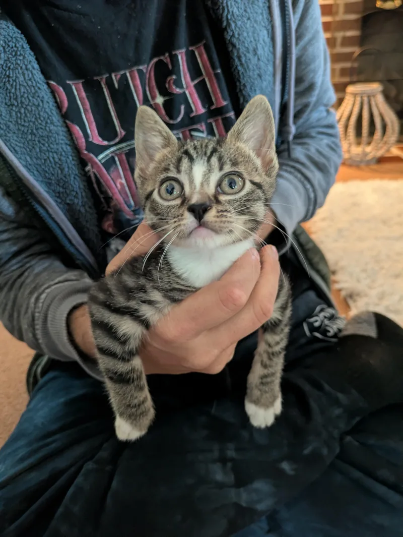 A baby small-sized male Tabby (Brown / Chocolate) Domestic Short Hair cat named Cabbage for adoption in Haddon Heights, NJ