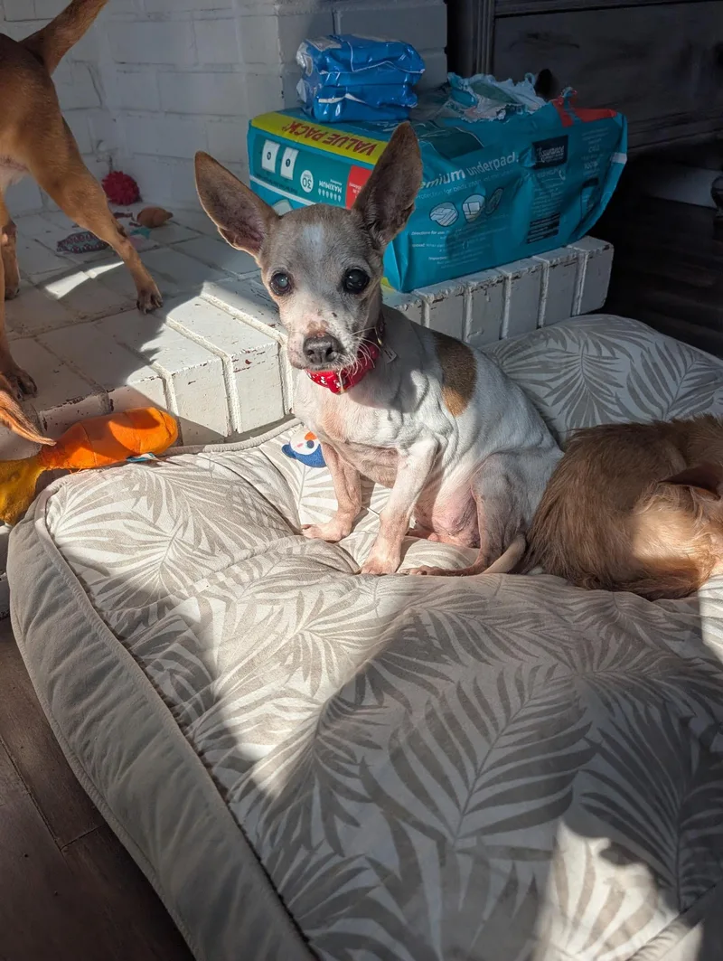 Grandma Chi thumbnail 2