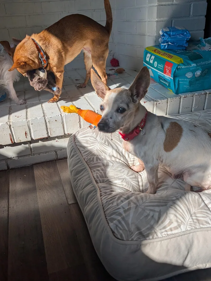 Grandma Chi thumbnail 4