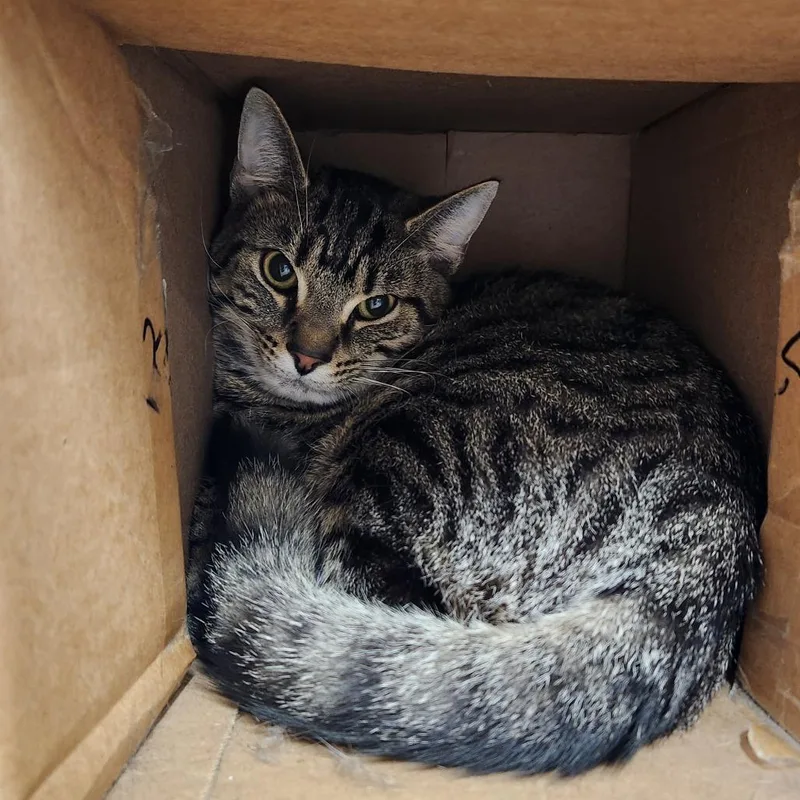 An adult medium-sized male Brown / Chocolate Domestic Short Hair cat named Tiggie for adoption in Delaware, OH