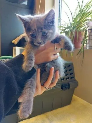 A baby small-sized female Domestic Short Hair cat named Ash for adoption in Fishers, IN
