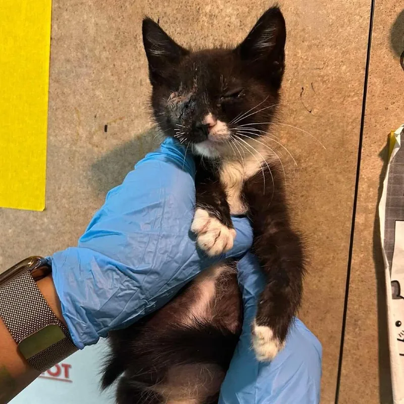 A baby small-sized male Black Domestic Short Hair cat named Yakko for adoption in Tampa, FL