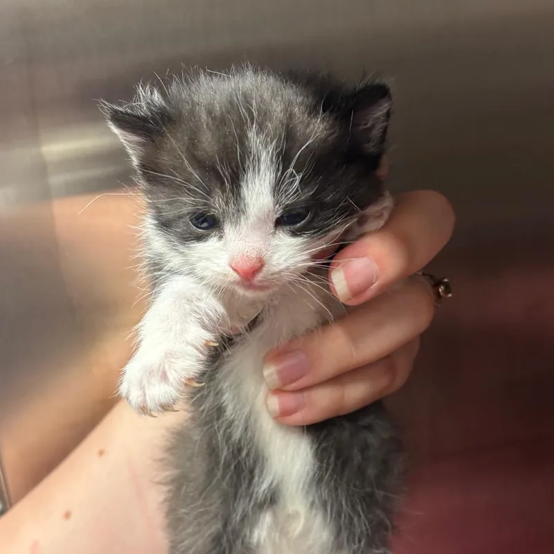 A baby small-sized female Black Domestic Short Hair cat named Sticky Notes for adoption in Morganton, NC
