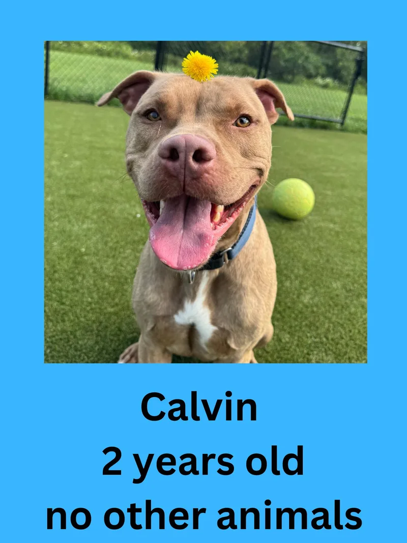 An adult medium-sized male Brindle Pit Bull Terrier dog named Calvin for adoption in Ravenna, OH