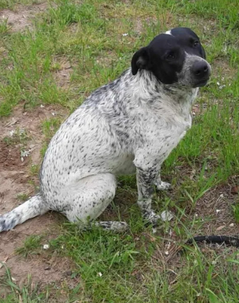An adult medium-sized female Tricolor (Brown, Black, & White) Australian Cattle Dog / Blue Heeler dog named Daisy for adoption in Point, TX