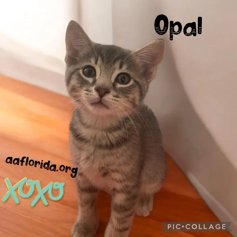 A young medium-sized female Gray / Blue / Silver Tabby cat named Opal for adoption in Pensacola, FL