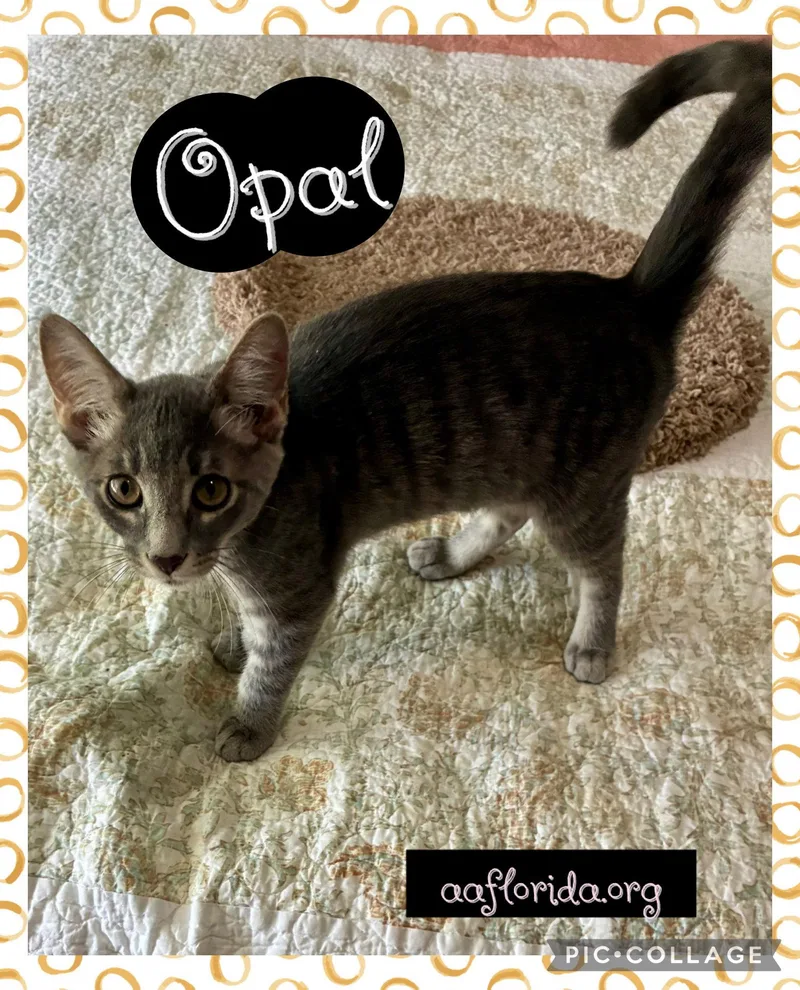 Opal thumbnail 3