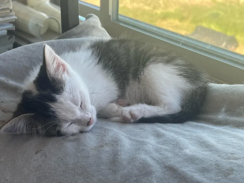 A baby small-sized female White American Shorthair cat named Spindle for adoption in Pinedale, WY