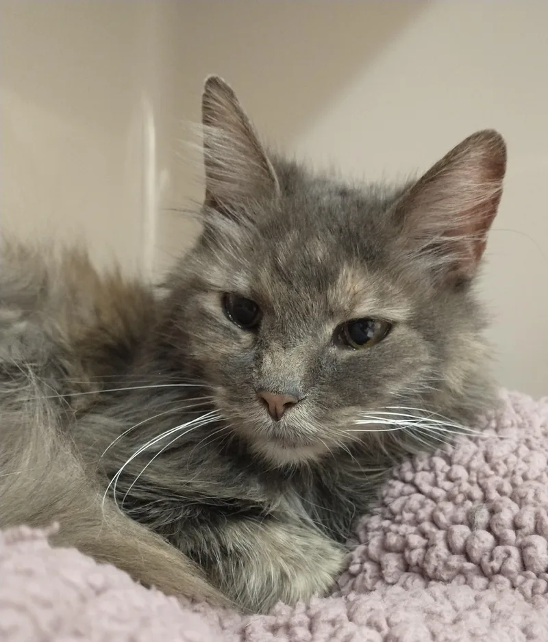 An adult medium-sized female Domestic Long Hair cat named Lilac for adoption in Tomah, WI