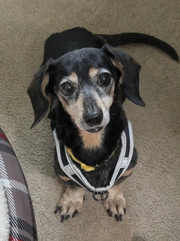 Izzy