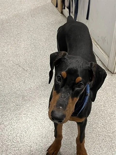 A baby large-sized male Doberman Pinscher dog named Benny for adoption in Alameda, CA