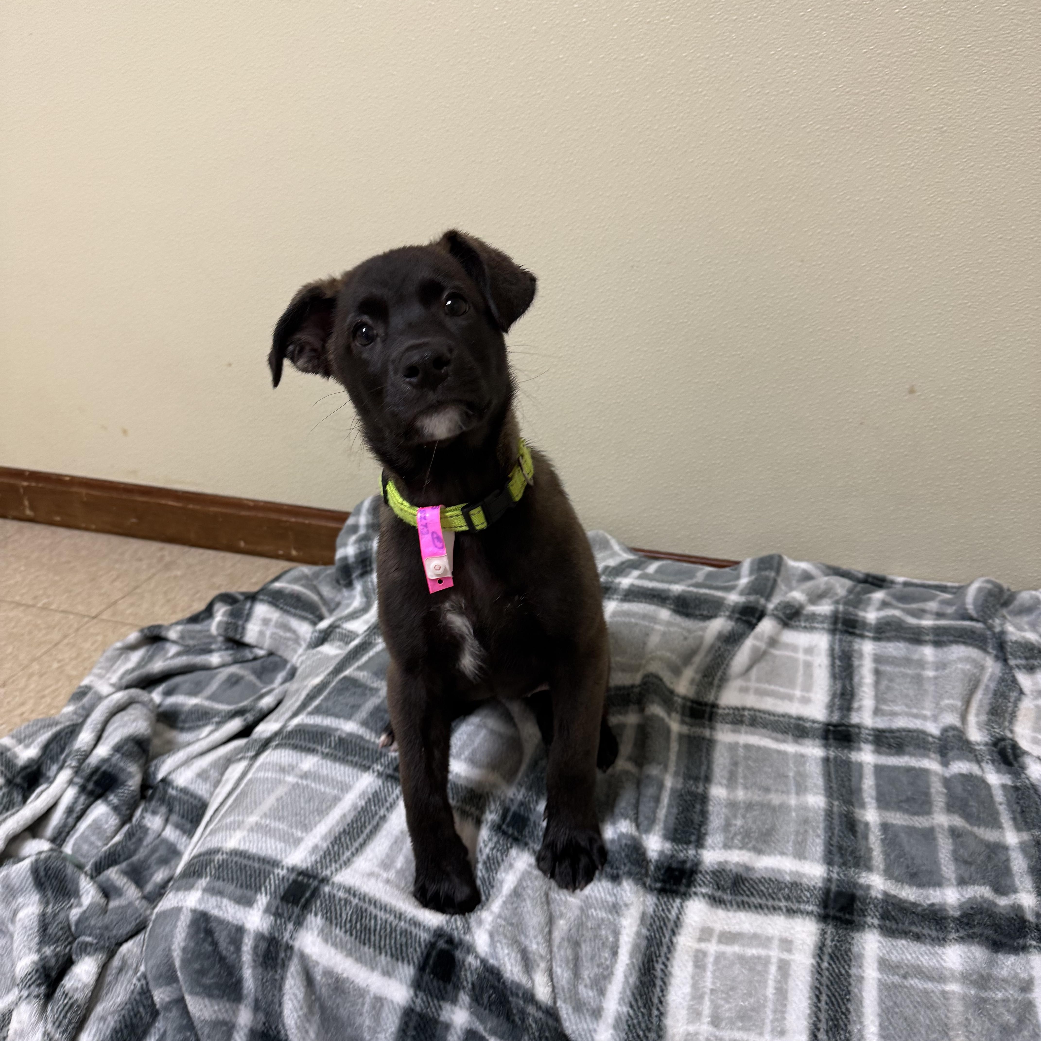 A baby medium-sized female Retriever dog named Robin for adoption in Douglas, MA