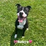 An adult medium-sized male White / Cream Pit Bull Terrier dog named Robyn for adoption in Moline, IL
